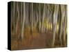 Germany, Ruegen Jasmund National Park-K. Schlierbach-Stretched Canvas