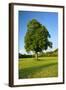 Germany, Saxony-Anhalt, Bad Kšsen, Saale Valley, Landscape with Ruin Saaleck-Andreas Vitting-Framed Photographic Print