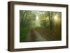 Germany, Saxony-Anhalt, Near Castle Freyburg Unstrut, Sunrays on Forest Path in the Morning Fog-Andreas Vitting-Framed Photographic Print