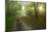 Germany, Saxony-Anhalt, Near Castle Freyburg Unstrut, Sunrays on Forest Path in the Morning Fog-Andreas Vitting-Mounted Photographic Print