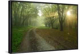 Germany, Saxony-Anhalt, Near Castle Freyburg Unstrut, Sunrays on Forest Path in the Morning Fog-Andreas Vitting-Framed Photographic Print