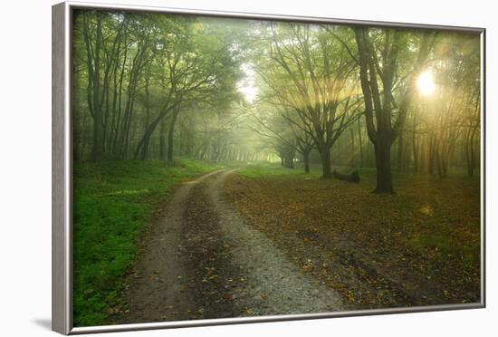 Germany, Saxony-Anhalt, Near Castle Freyburg Unstrut, Sunrays on Forest Path in the Morning Fog-Andreas Vitting-Framed Photographic Print