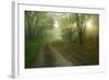 Germany, Saxony-Anhalt, Near Castle Freyburg Unstrut, Sunrays on Forest Path in the Morning Fog-Andreas Vitting-Framed Photographic Print