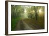 Germany, Saxony-Anhalt, Near Castle Freyburg Unstrut, Sunrays on Forest Path in the Morning Fog-Andreas Vitting-Framed Photographic Print