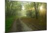 Germany, Saxony-Anhalt, Near Castle Freyburg Unstrut, Sunrays on Forest Path in the Morning Fog-Andreas Vitting-Mounted Photographic Print