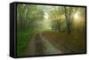 Germany, Saxony-Anhalt, Near Castle Freyburg Unstrut, Sunrays on Forest Path in the Morning Fog-Andreas Vitting-Framed Stretched Canvas