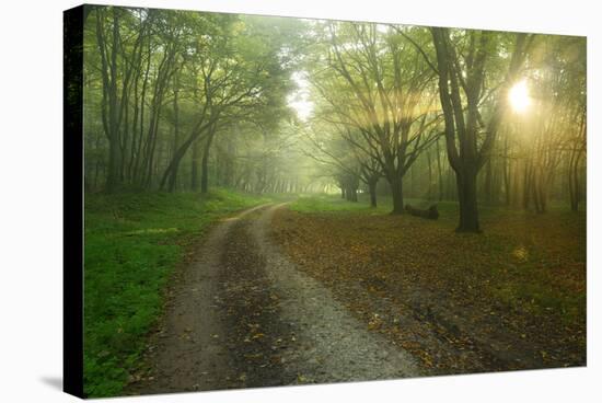 Germany, Saxony-Anhalt, Near Castle Freyburg Unstrut, Sunrays on Forest Path in the Morning Fog-Andreas Vitting-Stretched Canvas