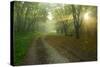 Germany, Saxony-Anhalt, Near Castle Freyburg Unstrut, Sunrays on Forest Path in the Morning Fog-Andreas Vitting-Stretched Canvas