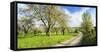 Germany, Saxony-Anhalt, Near Freyburg, Blossoming Cherry Trees at a Country Lane-Andreas Vitting-Framed Stretched Canvas