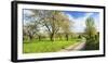 Germany, Saxony-Anhalt, Near Freyburg, Blossoming Cherry Trees at a Country Lane-Andreas Vitting-Framed Photographic Print