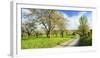 Germany, Saxony-Anhalt, Near Freyburg, Blossoming Cherry Trees at a Country Lane-Andreas Vitting-Framed Photographic Print