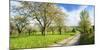 Germany, Saxony-Anhalt, Near Freyburg, Blossoming Cherry Trees at a Country Lane-Andreas Vitting-Mounted Photographic Print