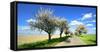 Germany, Saxony-Anhalt, Near Naumburg, Blossoming Cherry Trees at Country Road-Andreas Vitting-Framed Stretched Canvas