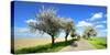 Germany, Saxony-Anhalt, Near Naumburg, Blossoming Cherry Trees at Country Road-Andreas Vitting-Stretched Canvas