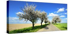 Germany, Saxony-Anhalt, Near Naumburg, Blossoming Cherry Trees at Country Road-Andreas Vitting-Stretched Canvas