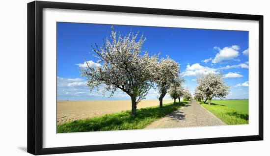 Germany, Saxony-Anhalt, Near Naumburg, Blossoming Cherry Trees at Country Road-Andreas Vitting-Framed Photographic Print