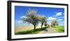 Germany, Saxony-Anhalt, Near Naumburg, Blossoming Cherry Trees at Country Road-Andreas Vitting-Framed Photographic Print