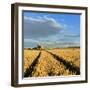 Germany, Saxony-Anhalt, Saalekreis (District), Combine Harvester, Harvest-Andreas Vitting-Framed Photographic Print