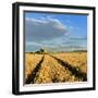 Germany, Saxony-Anhalt, Saalekreis (District), Combine Harvester, Harvest-Andreas Vitting-Framed Photographic Print