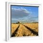 Germany, Saxony-Anhalt, Saalekreis (District), Combine Harvester, Harvest-Andreas Vitting-Framed Photographic Print