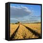 Germany, Saxony-Anhalt, Saalekreis (District), Combine Harvester, Harvest-Andreas Vitting-Framed Stretched Canvas