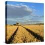 Germany, Saxony-Anhalt, Saalekreis (District), Combine Harvester, Harvest-Andreas Vitting-Stretched Canvas