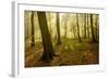 Germany, Saxony-Anhalt, Sunrays in the Morning Fog in the Deciduous Forest-Andreas Vitting-Framed Photographic Print