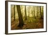 Germany, Saxony-Anhalt, Sunrays in the Morning Fog in the Deciduous Forest-Andreas Vitting-Framed Photographic Print