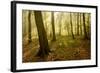 Germany, Saxony-Anhalt, Sunrays in the Morning Fog in the Deciduous Forest-Andreas Vitting-Framed Photographic Print