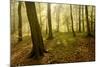 Germany, Saxony-Anhalt, Sunrays in the Morning Fog in the Deciduous Forest-Andreas Vitting-Mounted Photographic Print
