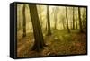Germany, Saxony-Anhalt, Sunrays in the Morning Fog in the Deciduous Forest-Andreas Vitting-Framed Stretched Canvas