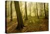 Germany, Saxony-Anhalt, Sunrays in the Morning Fog in the Deciduous Forest-Andreas Vitting-Stretched Canvas