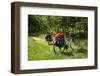 Germany, Saxony, Oder-Neisse Cycle Route, Cultural Island Einsiedel, Two Bicycles with Saddle-Bags-Catharina Lux-Framed Photographic Print