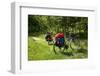 Germany, Saxony, Oder-Neisse Cycle Route, Cultural Island Einsiedel, Two Bicycles with Saddle-Bags-Catharina Lux-Framed Photographic Print