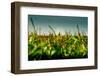 Germany, Schleswig-Holstein, Amrum, Corn Field, Lighthouse-Ingo Boelter-Framed Photographic Print