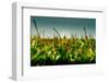 Germany, Schleswig-Holstein, Amrum, Corn Field, Lighthouse-Ingo Boelter-Framed Photographic Print