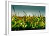 Germany, Schleswig-Holstein, Amrum, Corn Field, Lighthouse-Ingo Boelter-Framed Photographic Print