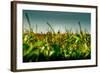 Germany, Schleswig-Holstein, Amrum, Corn Field, Lighthouse-Ingo Boelter-Framed Photographic Print