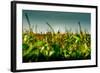 Germany, Schleswig-Holstein, Amrum, Corn Field, Lighthouse-Ingo Boelter-Framed Photographic Print