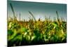 Germany, Schleswig-Holstein, Amrum, Corn Field, Lighthouse-Ingo Boelter-Mounted Photographic Print