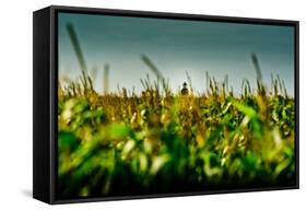 Germany, Schleswig-Holstein, Amrum, Corn Field, Lighthouse-Ingo Boelter-Framed Stretched Canvas