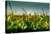 Germany, Schleswig-Holstein, Amrum, Corn Field, Lighthouse-Ingo Boelter-Stretched Canvas