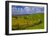 Germany, Schleswig-Holstein, North Frisia, 'Husumer Bucht' (Bay), Husum, Dockkoog, Dyke, Sheeps-Udo Siebig-Framed Photographic Print