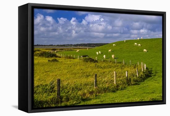 Germany, Schleswig-Holstein, North Frisia, 'Husumer Bucht' (Bay), Husum, Dockkoog, Dyke, Sheeps-Udo Siebig-Framed Stretched Canvas