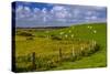 Germany, Schleswig-Holstein, North Frisia, 'Husumer Bucht' (Bay), Husum, Dockkoog, Dyke, Sheeps-Udo Siebig-Stretched Canvas