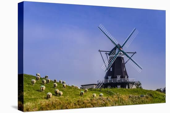 Germany, Schleswig-Holstein, North Frisia, Island of Pellworm, NordermŸhle-Udo Siebig-Stretched Canvas
