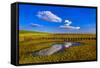 Germany, Schleswig-Holstein, North Frisia, North Frisian Marsh, Ockholm-Udo Siebig-Framed Stretched Canvas