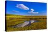 Germany, Schleswig-Holstein, North Frisia, North Frisian Marsh, Ockholm-Udo Siebig-Stretched Canvas