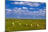 Germany, Schleswig-Holstein, North Frisia, North Frisian Marsh, Reu§enkšge-Udo Siebig-Mounted Photographic Print