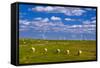 Germany, Schleswig-Holstein, North Frisia, North Frisian Marsh, Reu§enkšge-Udo Siebig-Framed Stretched Canvas